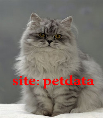  ✅فروش گربه پرشین ✅  مرکز فروش گربه پرشین ✅ خرید گربه پرشین ✅  قیمت گربه پرشين ✅ فروش بچه گربه پرشین
