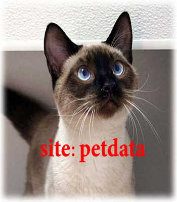  فروش گربه سیامی | خرید گربه سیامی | فروش بچه گربه سیامی