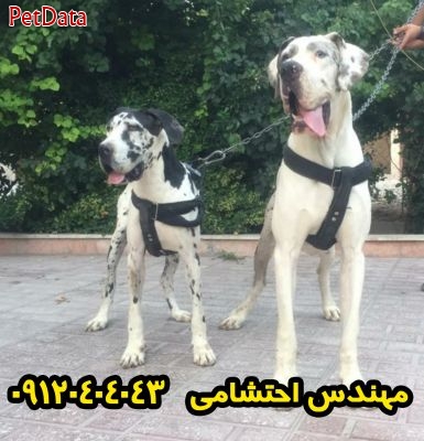 قیمت سگ گریت دین در ایران