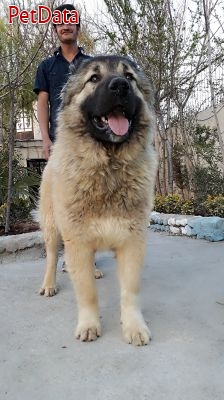 واردات خريد و فروش سگهاي اصيل