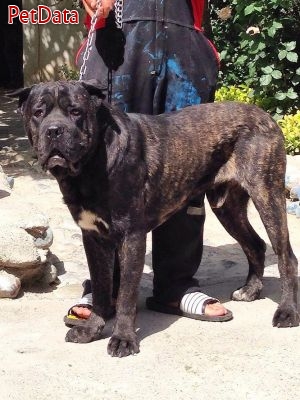 مرکز خريدو فروش سگهاي گارد   شکاري خريد فروش پرورش واردات خالص