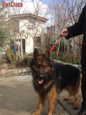 فروش بيش از 100 قلاده سگ در يک مجموعه