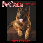 مرکزآموزش سگ خانگي  -    09122374947 -  DOG TRAINING1