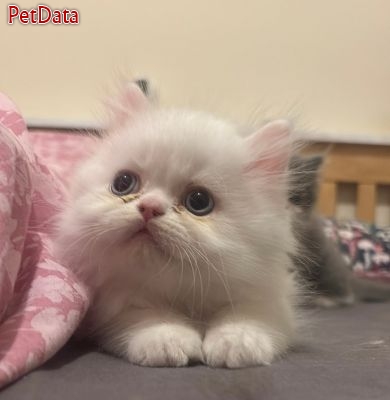 فروش بچه گربه پرشين کت