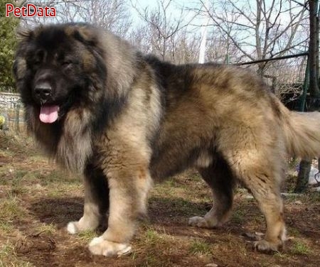 عکس سگ قفقازی اصیل