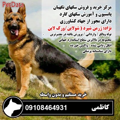 فروش انواع سگ نگهبان و سگ پليس 09108464931