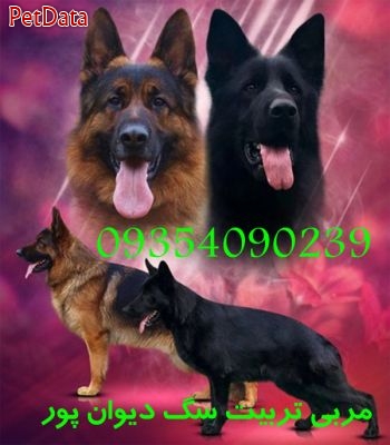 تربيت  انواع نژاد سگ  جناب شفق  09354090239