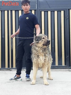 فروش سگ قفقازي بدون عقب گرد
