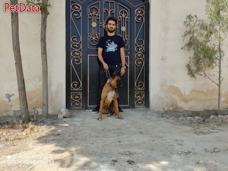 فروش سگ هاي باکسر 