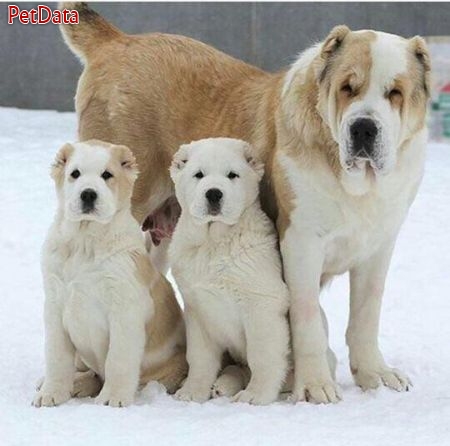فروش سگ هاي آلاباي روس