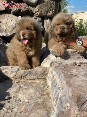 فروش سگ ماستيف تبتي 