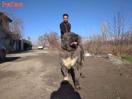 فروش سگ قفقازي توله و مولد