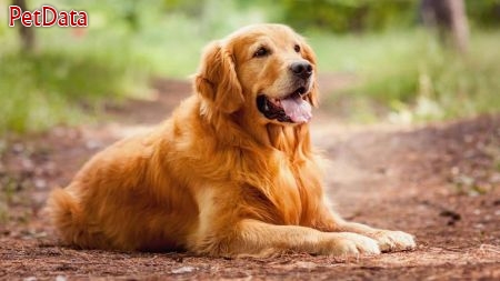 گلدن رتريور يک سگ با پوشش طلايي و درخشان 