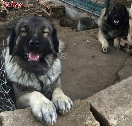 فروش سگ قفقازي_ارائه کننده  بهترين بالغ هاي  سگ قفقازي در کشور