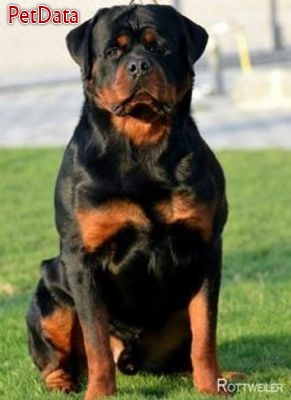 فروش سگ نگهبان حرفه اي انواع نژاد