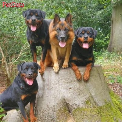 مرکز پرورش و آموزش سگهاي نگهبان اصيل در ايران