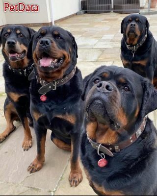 سگ روتوايلر_سگ نگهبان اصيل و آموزش ديده براي فروش