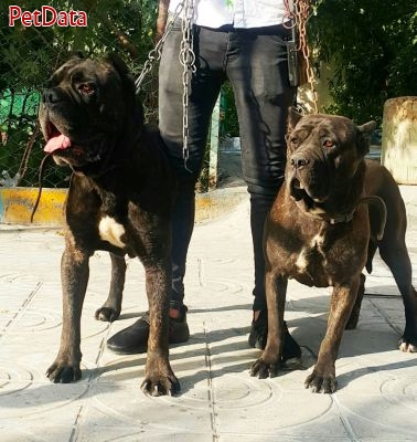 توله هاي سگ نگهبان نژاد کن کورسو با نسلي خالص وناب