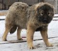 فروش سگ قفقازي وارداتي