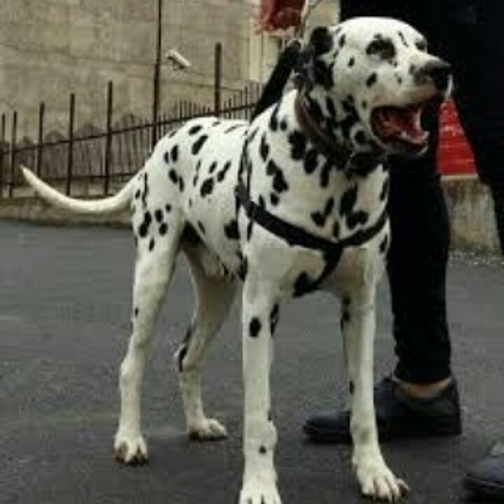 سگ روتوايلر - نماد قدرت و وفاداري - توله هاي اصيل