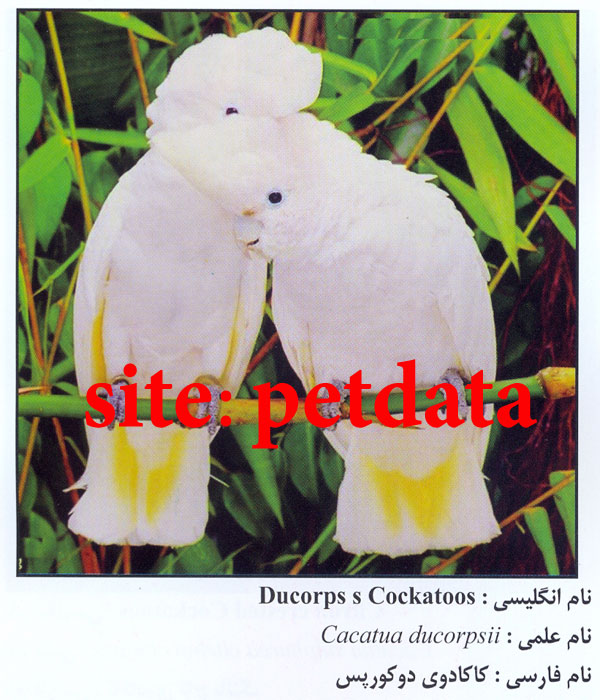 ÙØ±ÙˆØ´  Ú©Ø§Ú©Ø§Ø¯ÙˆÛŒ Ø¯ÙˆÚ©ÙˆØ±Ù¾Ø³