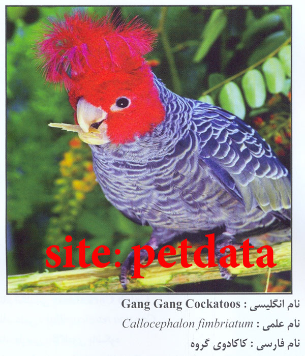 ÙØ±ÙˆØ´ Ú©Ø§Ú©Ø§Ø¯ÙˆÛŒ Ú¯Ø±ÙˆÙ‡
