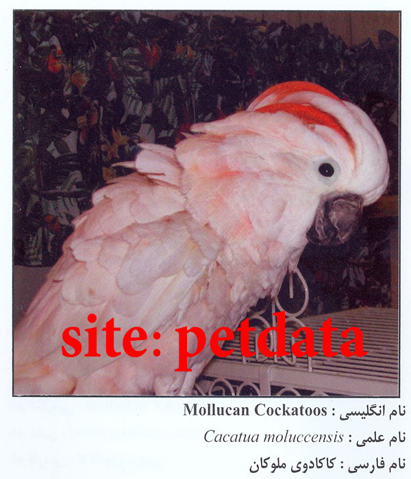 ÙØ±ÙˆØ´  Ú©Ø§Ú©Ø§Ø¯ÙˆÛŒ Ù…Ù„ÙˆÚ©Ø§Ù†