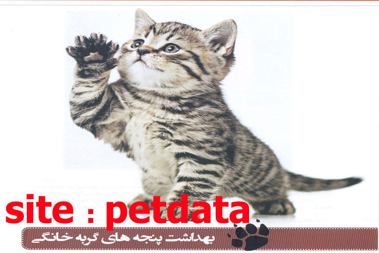 Ø¨Ù‡Ø¯Ø§Ø´Øª Ù¾Ù†Ø¬Ù‡ Ù‡Ø§ÛŒ Ú¯Ø±Ø¨Ù‡ Ø®Ø§Ù†Ú¯ÛŒ