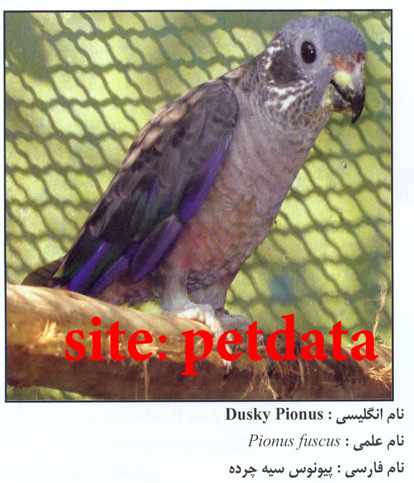 ÙØ±ÙˆØ´ Ø·ÙˆØ·ÛŒ Ù¾ÛŒÙˆÙ†ÙˆØ³ Ø³ÛŒÙ‡ Ú†Ø±Ø¯Ù‡