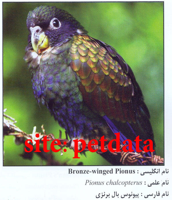 فروش طوطی پیونوس بال برنزی