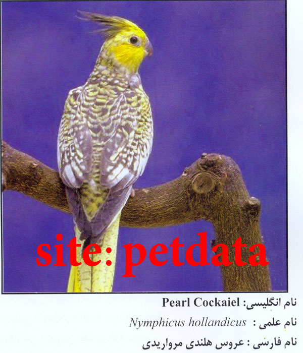 فروش عروس هلندی مرواریدی