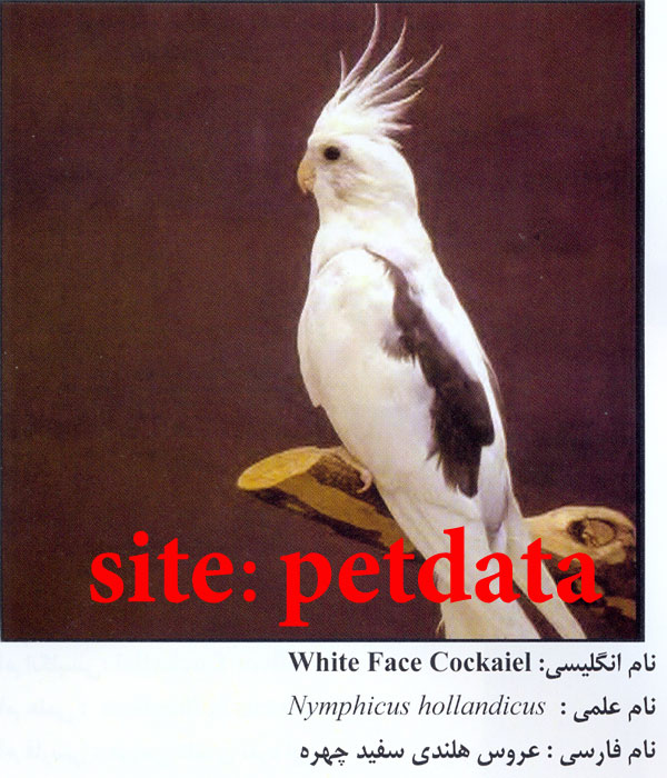 ÙØ±ÙˆØ´ Ø¹Ø±ÙˆØ³ Ù‡Ù„Ù†Ø¯ÛŒ Ø³ÙÛŒØ¯ Ú†Ù‡Ø±Ù‡