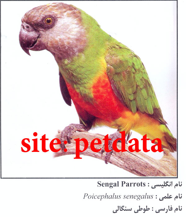 فروش طوطی سنگالی