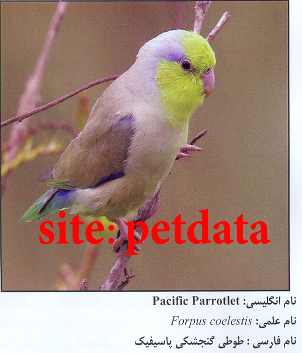 ÙØ±ÙˆØ´ Ø·ÙˆØ·ÛŒ Ú¯Ù†Ø¬Ø´Ú© Ù¾Ø§Ø³ÛŒÙÛŒÚ©