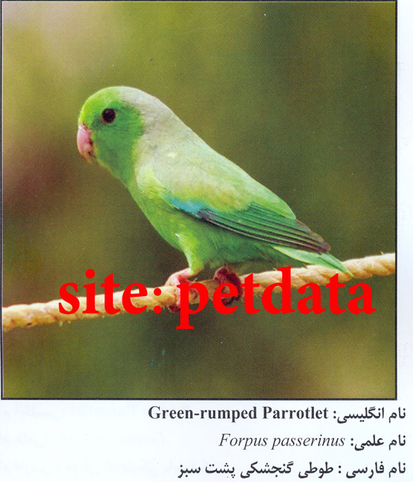 فروش طوطی گنجشکی پشت سبز