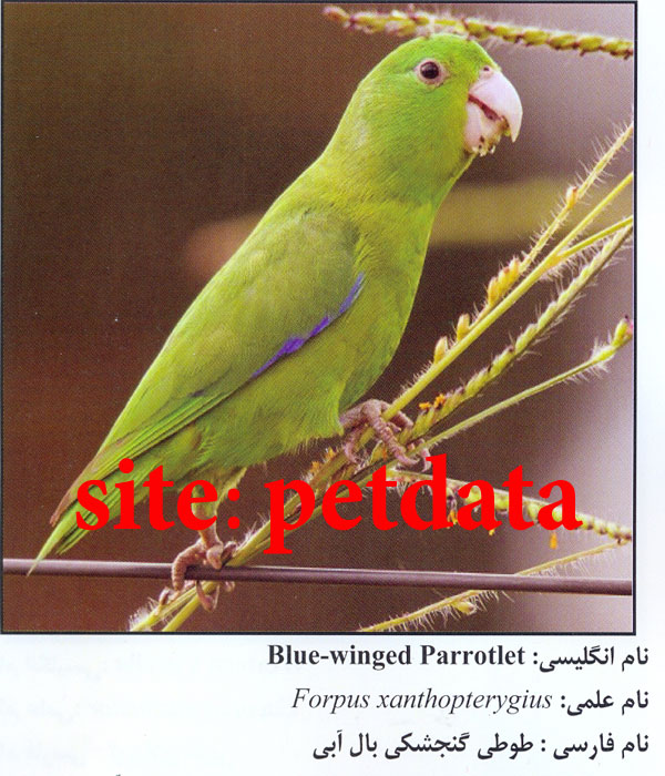 ÙØ±ÙˆØ´ Ø·ÙˆØ·ÛŒ Ú¯Ù†Ø¬Ø´Ú©ÛŒ Ø¨Ø§Ù„ Ø¢Ø¨ÛŒ
