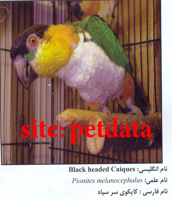 فروش طوطی کایکوی سر سیاه