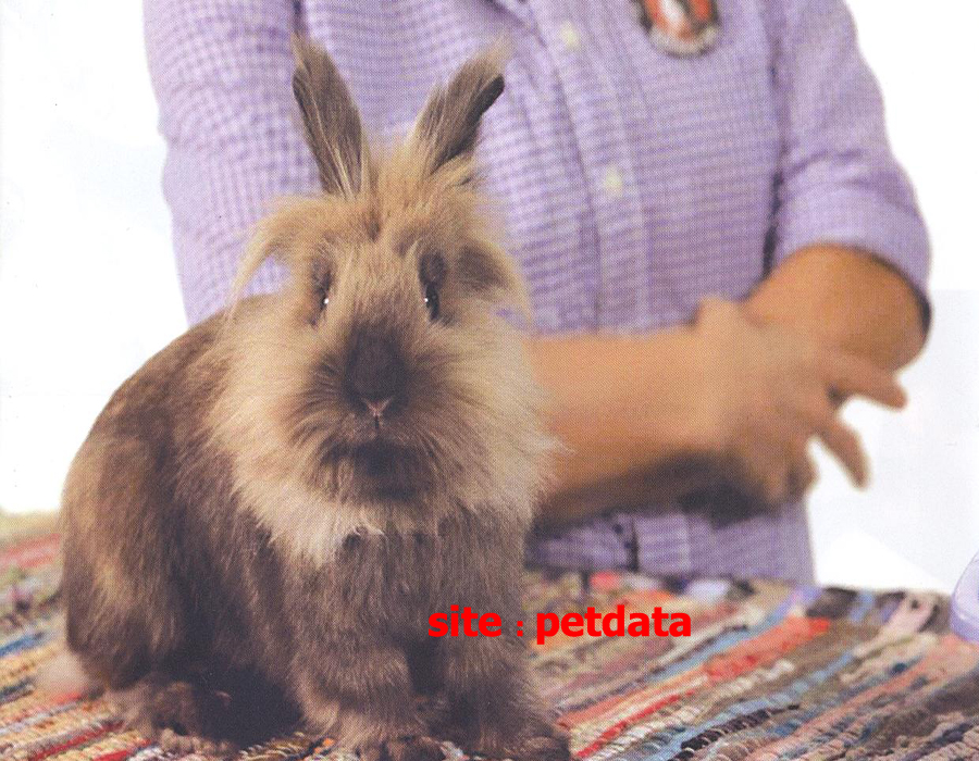 Ù…Ù‚Ø§Ù„Ù‡ Ø®Ø±Ú¯ÙˆØ´