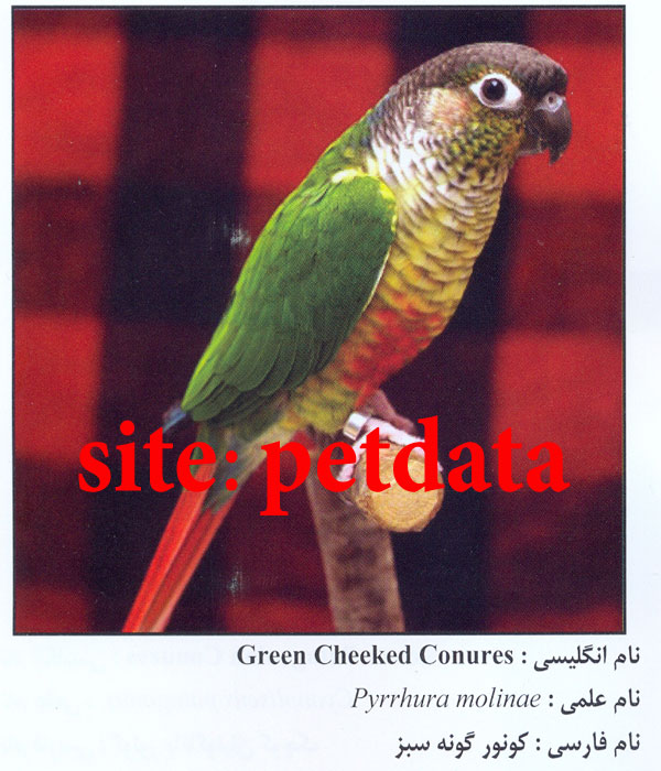 ÙØ±ÙˆØ´ Ø·ÙˆØ·ÛŒ Ú©ÙˆÙ†ÙˆØ± Ú¯ÙˆÙ†Ù‡ Ø³Ø¨Ø²