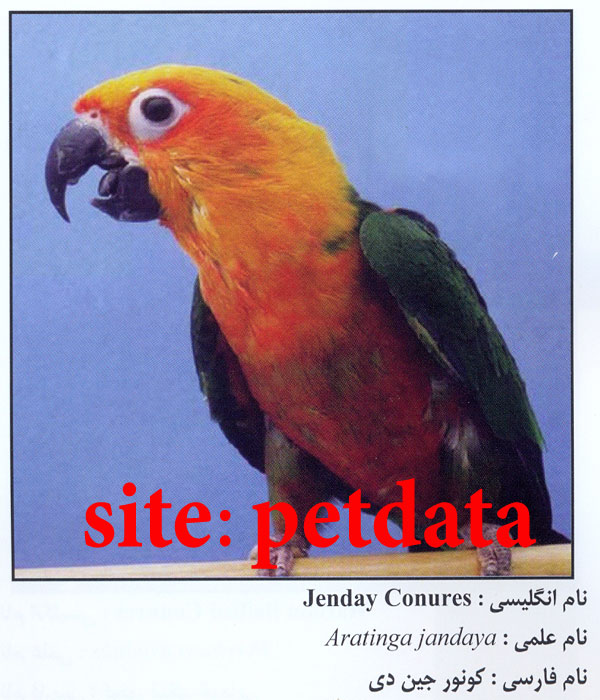 ÙØ±ÙˆØ´ Ø·ÙˆØ·ÛŒ Ú©ÙˆÙ†ÙˆØ± Ø¬ÛŒÙ† Ø¯ÛŒ