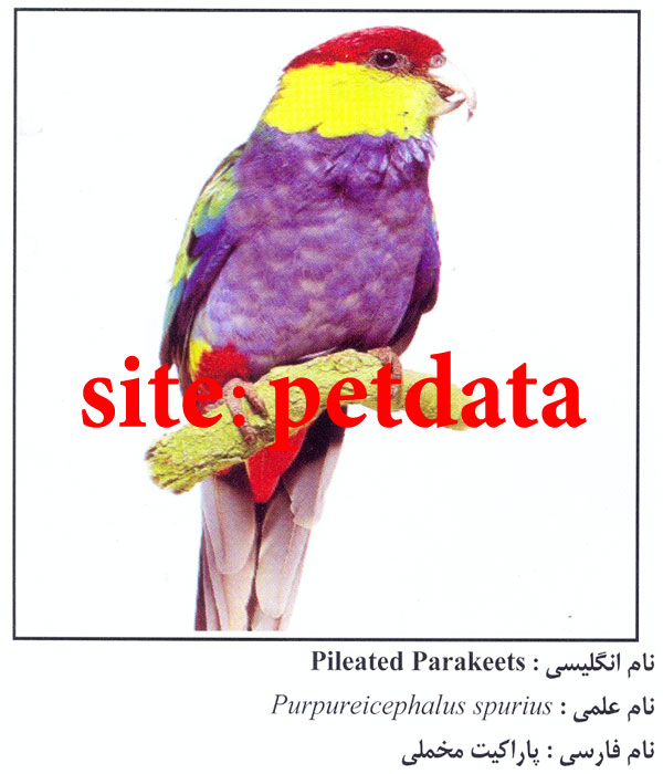 فروش طوطی پاراکیت مخملی