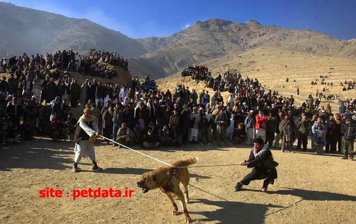 Ø¹Ú©Ø³ Ø¬Ù†Ú¯ Ø³Ú¯ Ù‡Ø§
