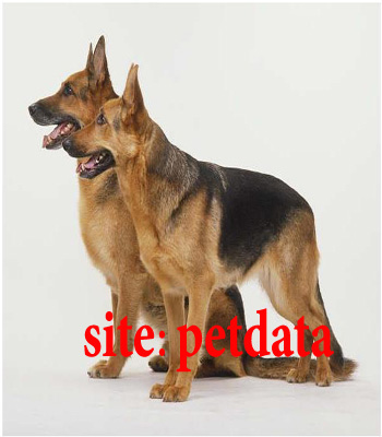 Ù…Ù‚Ø§Ù„Ù‡ Ø³Ú¯ Ù†Ú¯Ù‡Ø¨Ø§Ù† Ø³Ú¯ Ú¯Ø§Ø±Ø¯