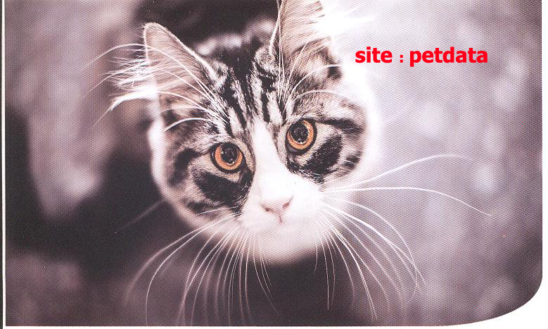 ØºØ°Ø§ÛŒ Ú¯Ø±Ø¨Ù‡ Ú©Ù†Ø³Ø±Ùˆ Ù‡Ø§ÛŒ Ø¨ÙˆÛŒ Ú©Øª