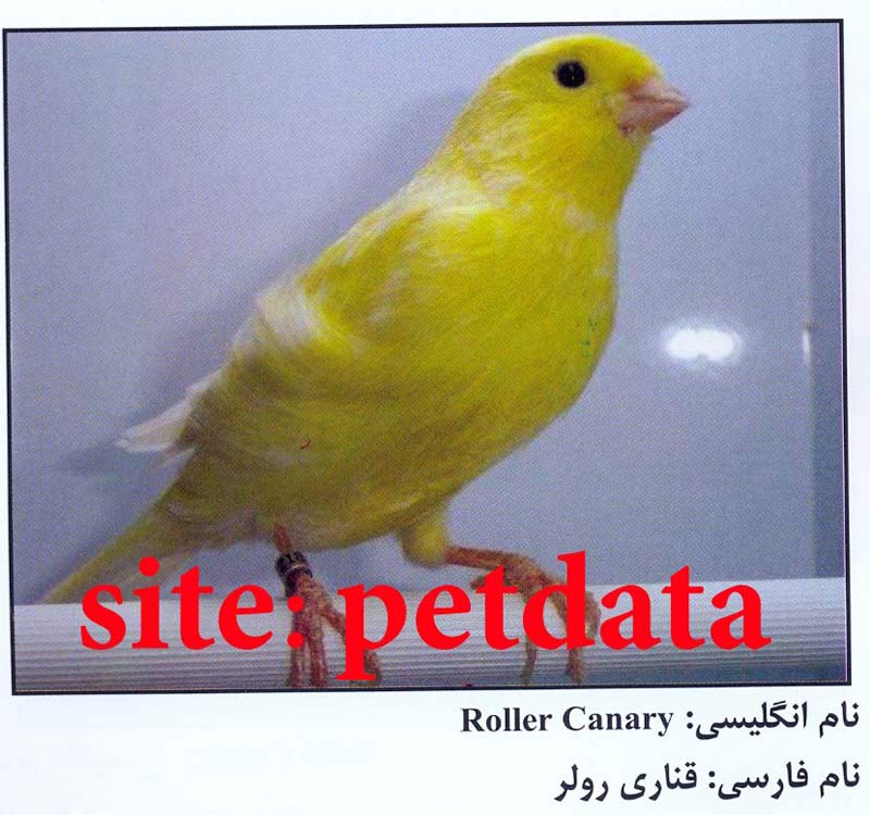 فروش قناری رولر