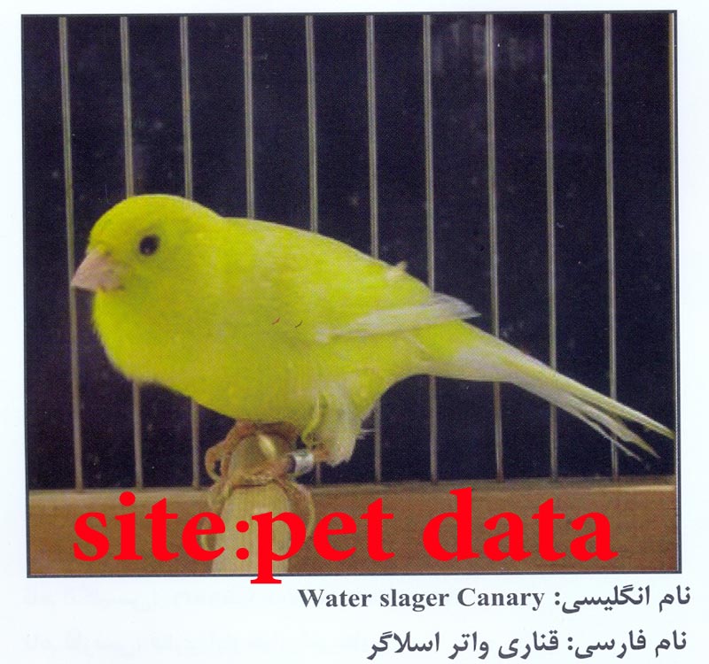 ÙØ±ÙˆØ´ Ù‚Ù†Ø§Ø±ÛŒ ÙˆØ§ØªØ± Ø§Ø³Ù„Ø§Ú¯Ø±