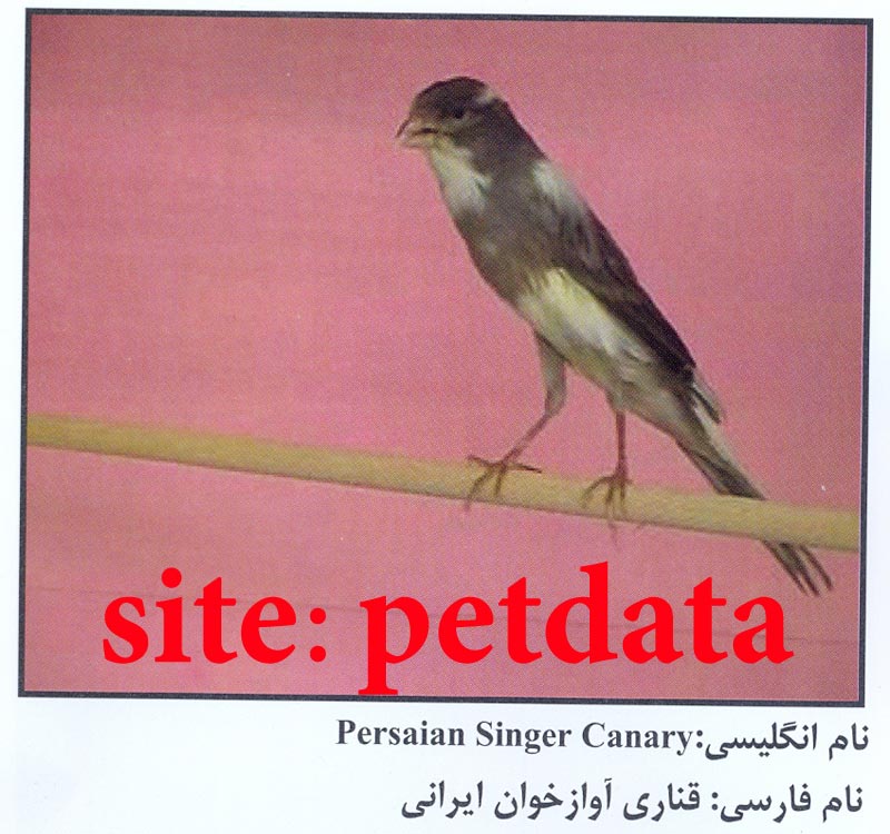 ÙØ±ÙˆØ´ Ù‚Ù†Ø§Ø±ÛŒ Ø§ÙˆØ§Ø²Ø®ÙˆØ§Ù† Ø§ÛŒØ±Ø§Ù†ÛŒ