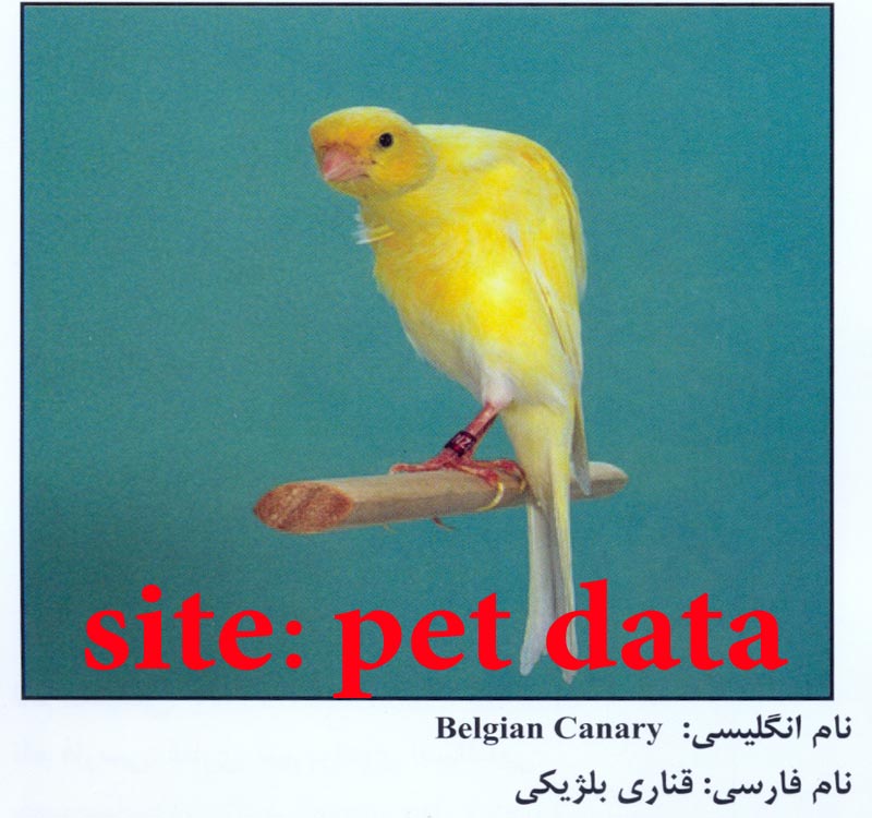 ÙØ±ÙˆØ´ Ù‚Ù†Ø§Ø±ÛŒ Ø¨Ù„Ú˜ÛŒÚ©ÛŒ