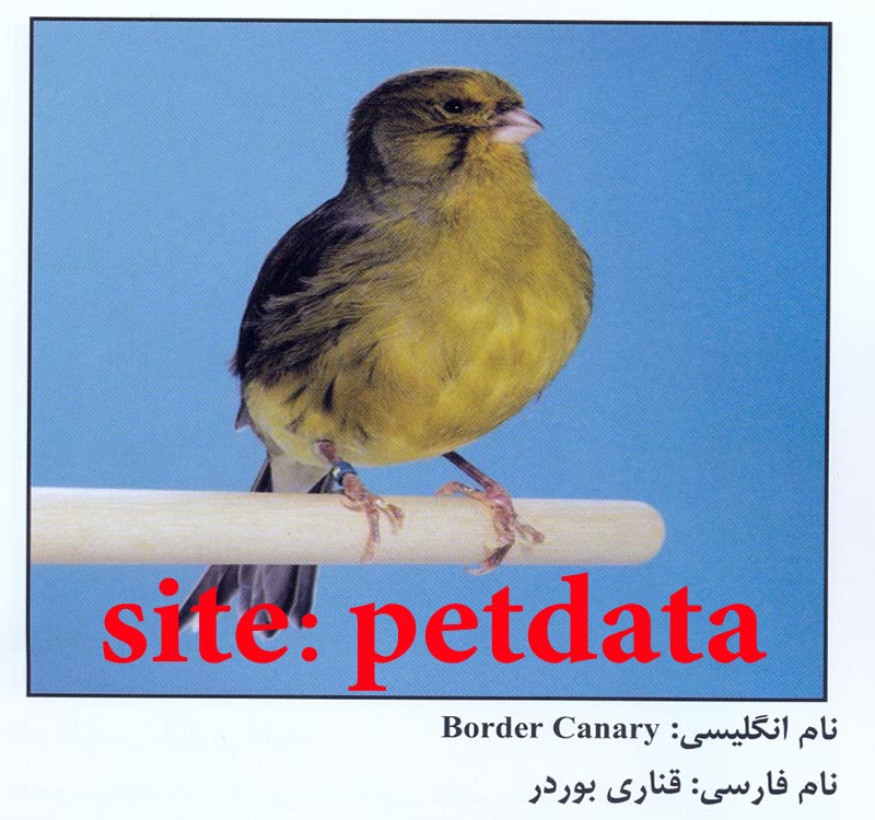 ÙØ±ÙˆØ´ Ù‚Ù†Ø§Ø±ÛŒ Ø¨ÙˆØ±Ø¯Ø±
