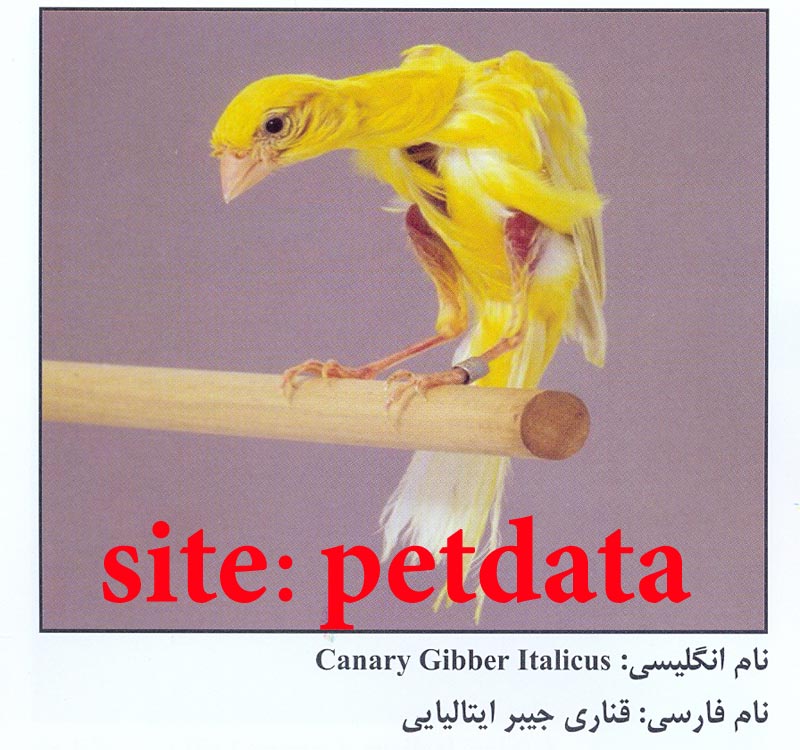 ÙØ±ÙˆØ´ Ù‚Ù†Ø§Ø±ÛŒ Ø¬ÛŒØ¨Ø± Ø§ÛŒØªØ§Ù„ÛŒØ§ÛŒÛŒ